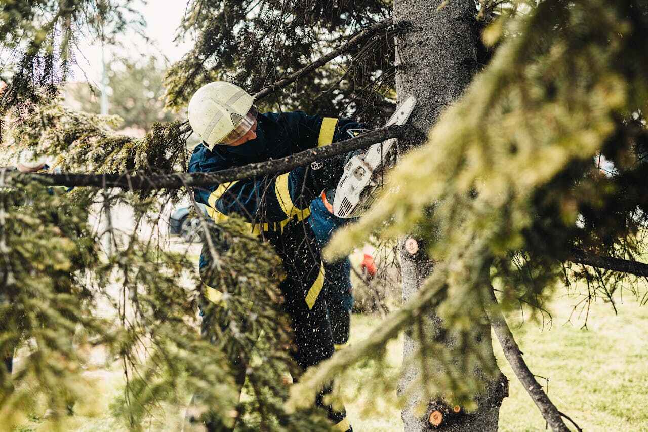 Tree Removal for Businesses in Honokaa, HI